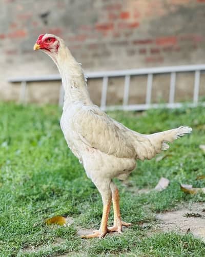 TOP Quailty Paper White King O Shamo Female