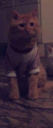 Pure persian