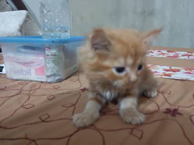 Persian Cat & Kitten for Sale