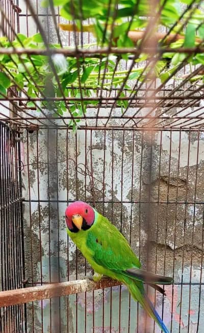 Ringneck Male/Female/Plumhead
