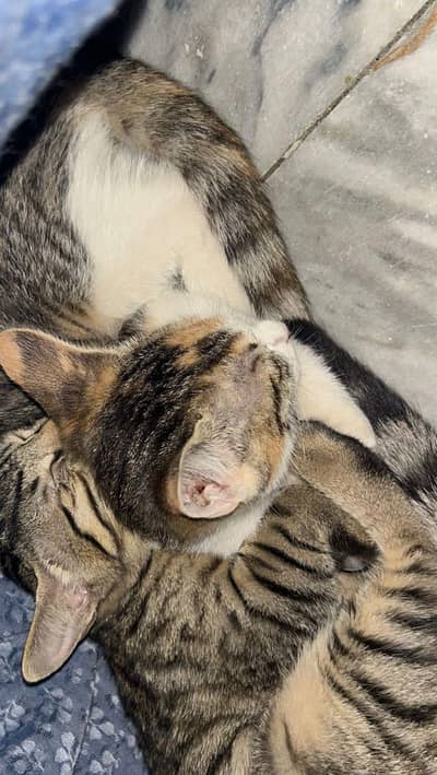 2 kittens for Adoption.