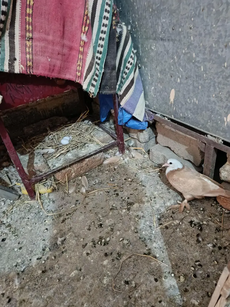 Karbala 03036833397 — photo 4