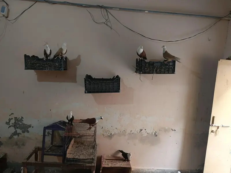 Karbala 03036833397 — photo 6