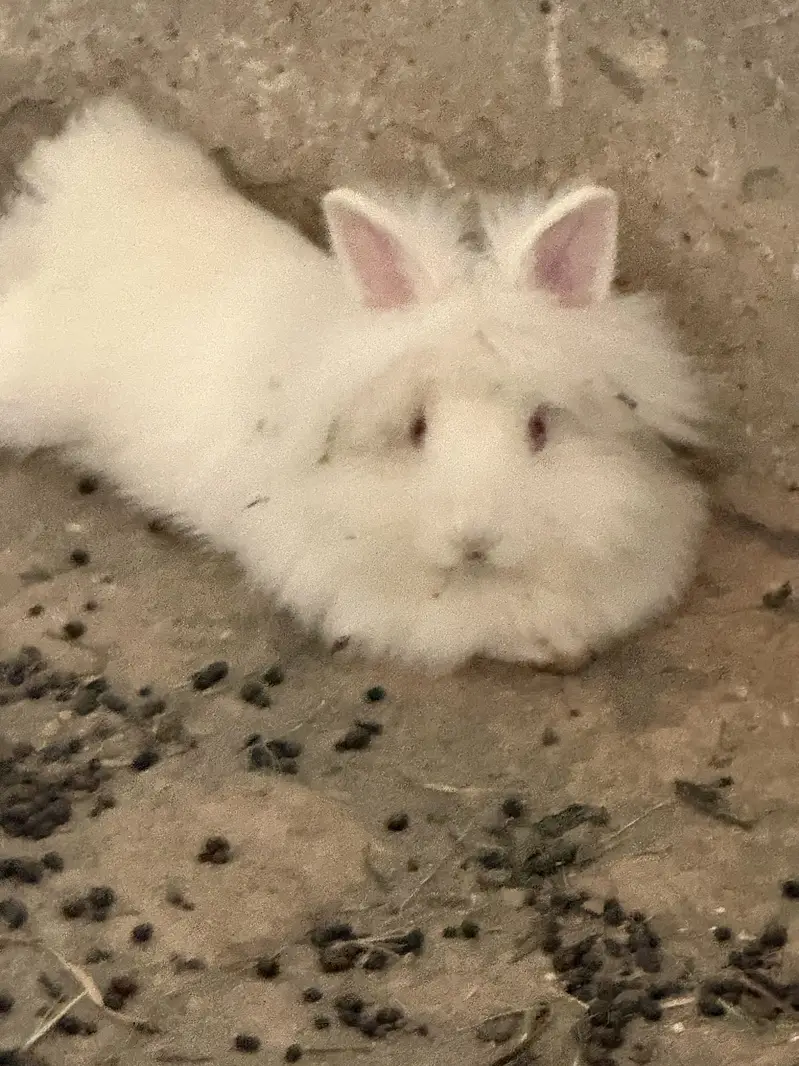 Lion head angora rabbit