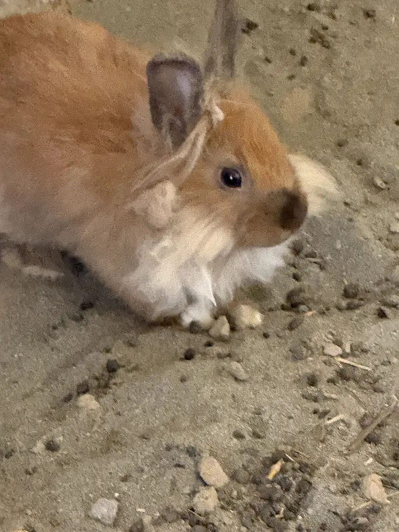 Lion head angora rabbit — photo 2