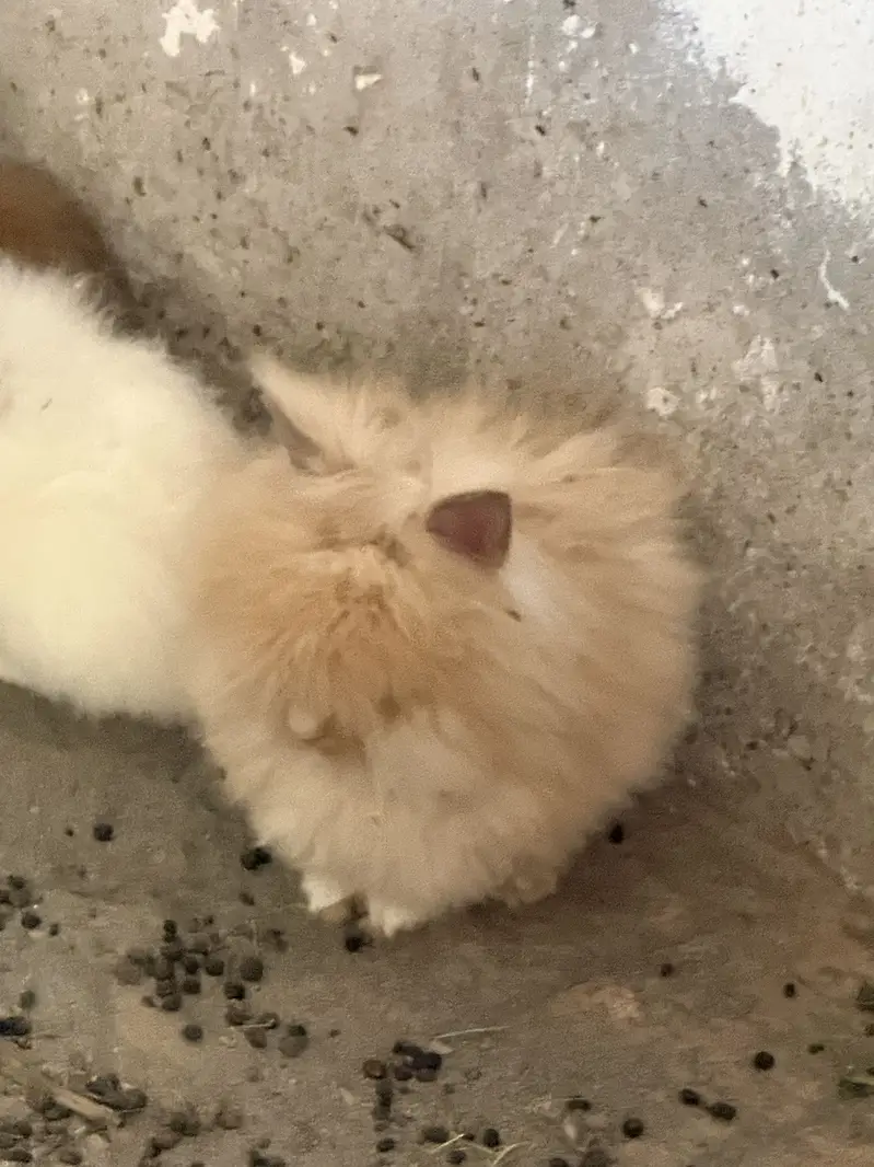 Lion head angora rabbit — photo 3