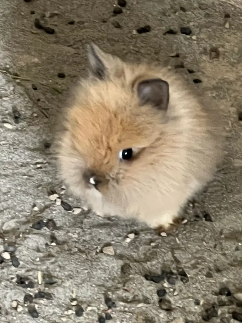 Lion head angora rabbit — photo 4