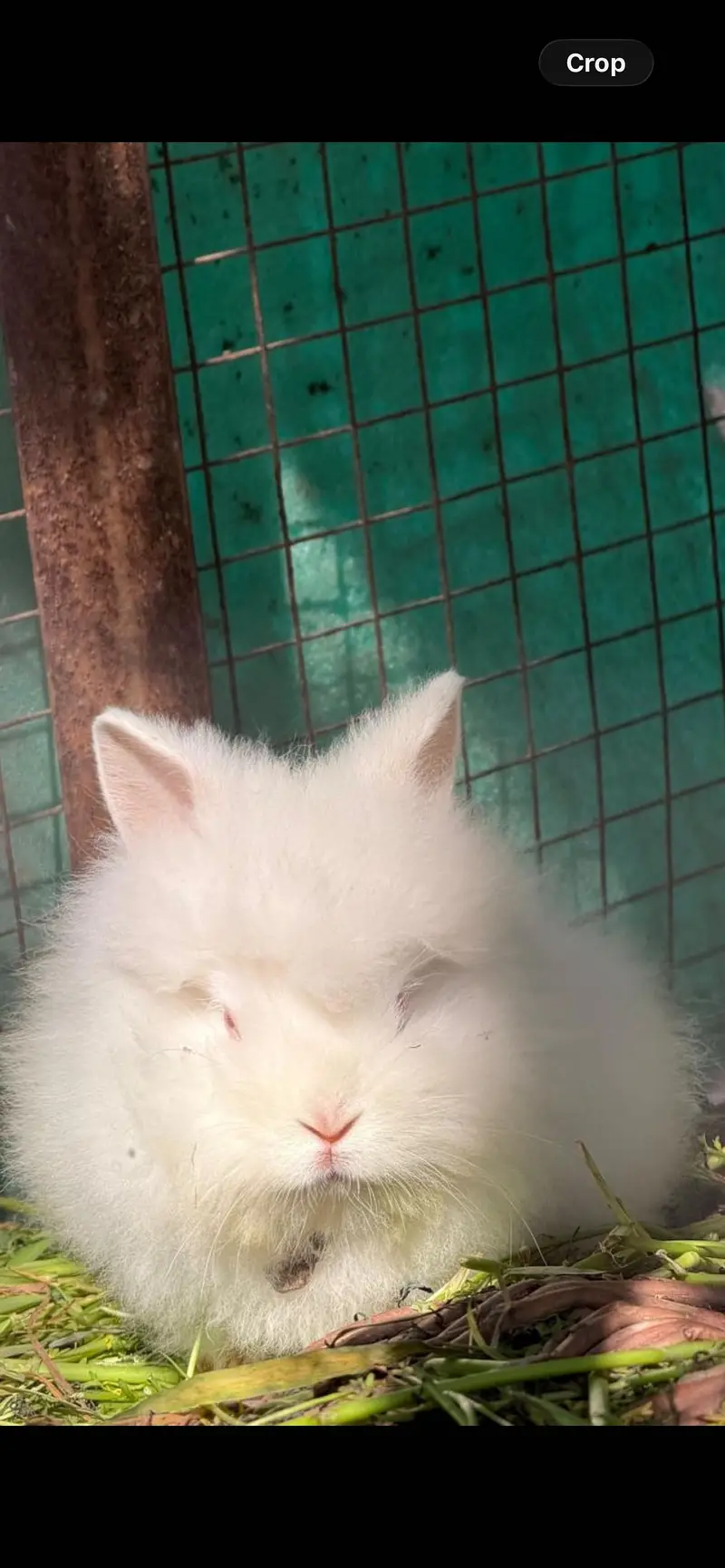 Lion head angora rabbit — photo 5
