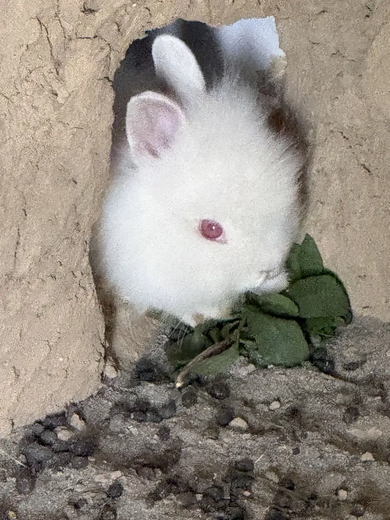 Lion head angora rabbit — photo 6
