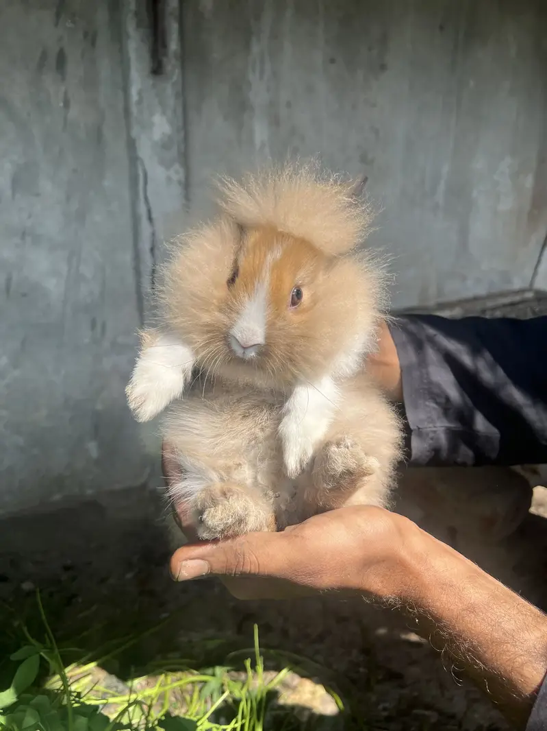 Lion head angora rabbit — photo 7