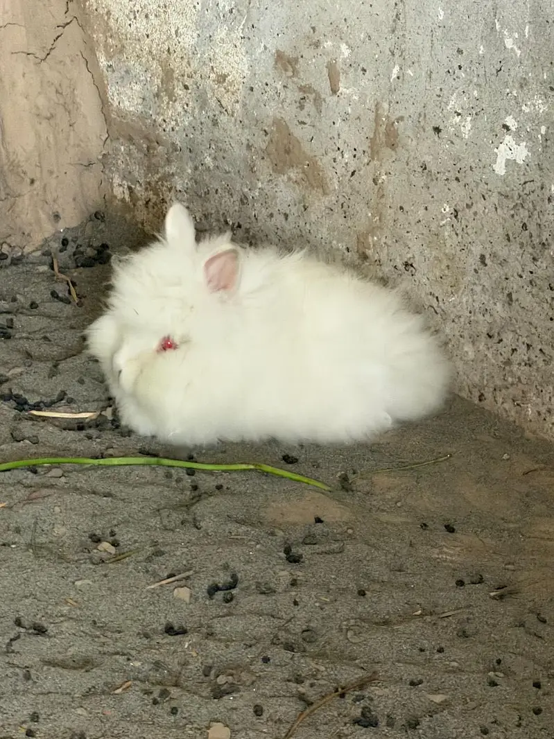 Lion head angora rabbit — photo 8