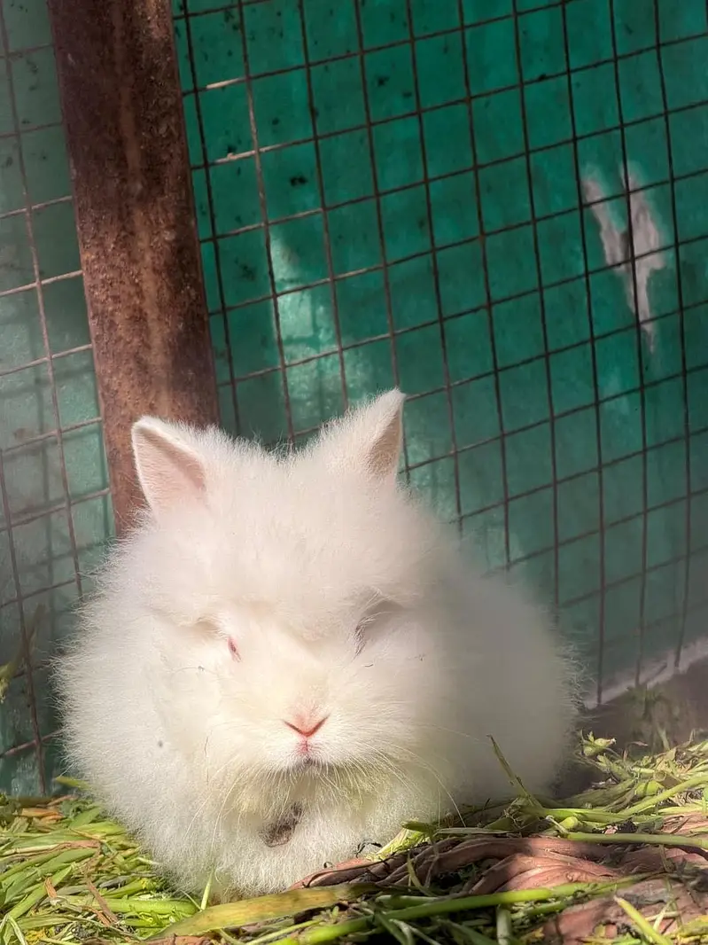 Lion head angora rabbit — photo 9