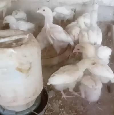 Aseel Heera Chicks