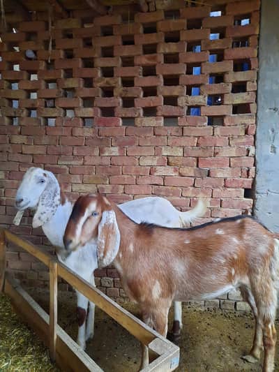 Qurbani Bakra | Eid Special | Khubsurat بکرے