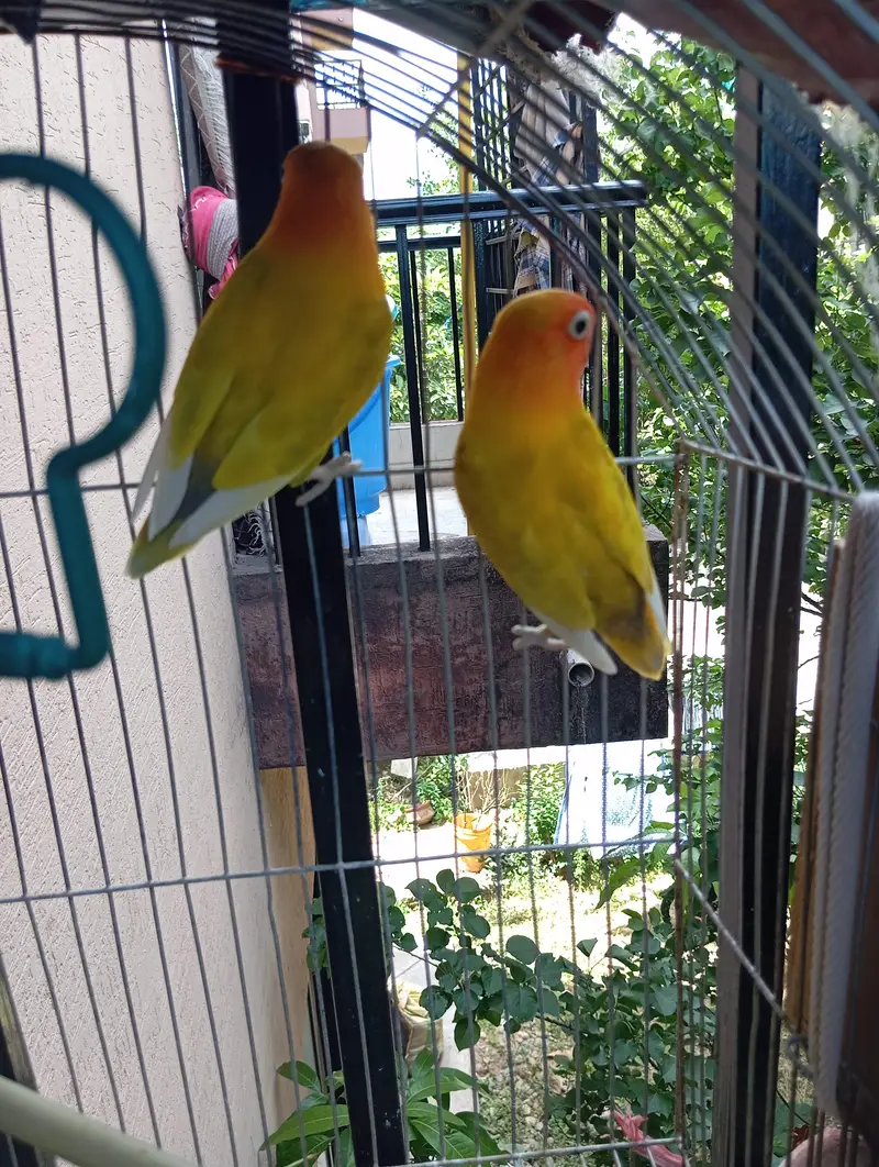 lutino fischer Lovebird pair