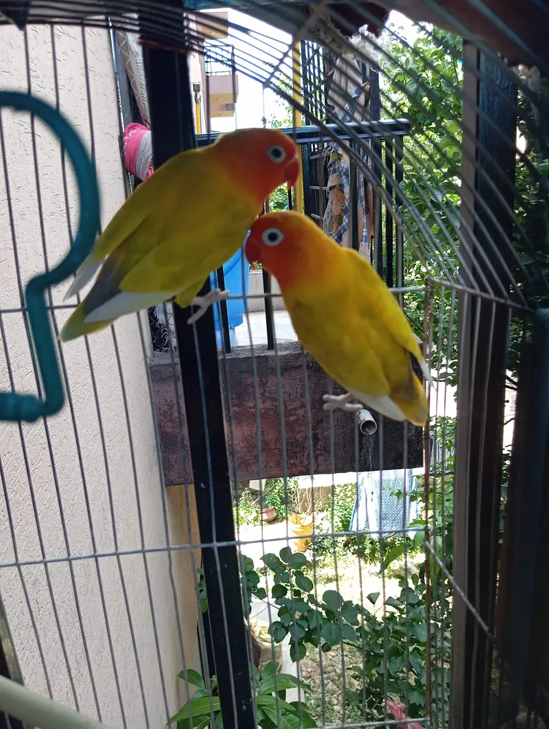 lutino fischer Lovebird pair — photo 2