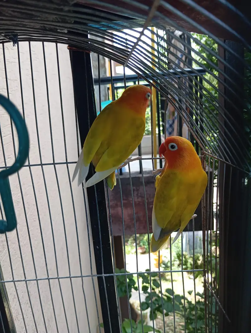 lutino fischer Lovebird pair — photo 3