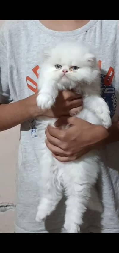 pure punch face kittens 03074524744