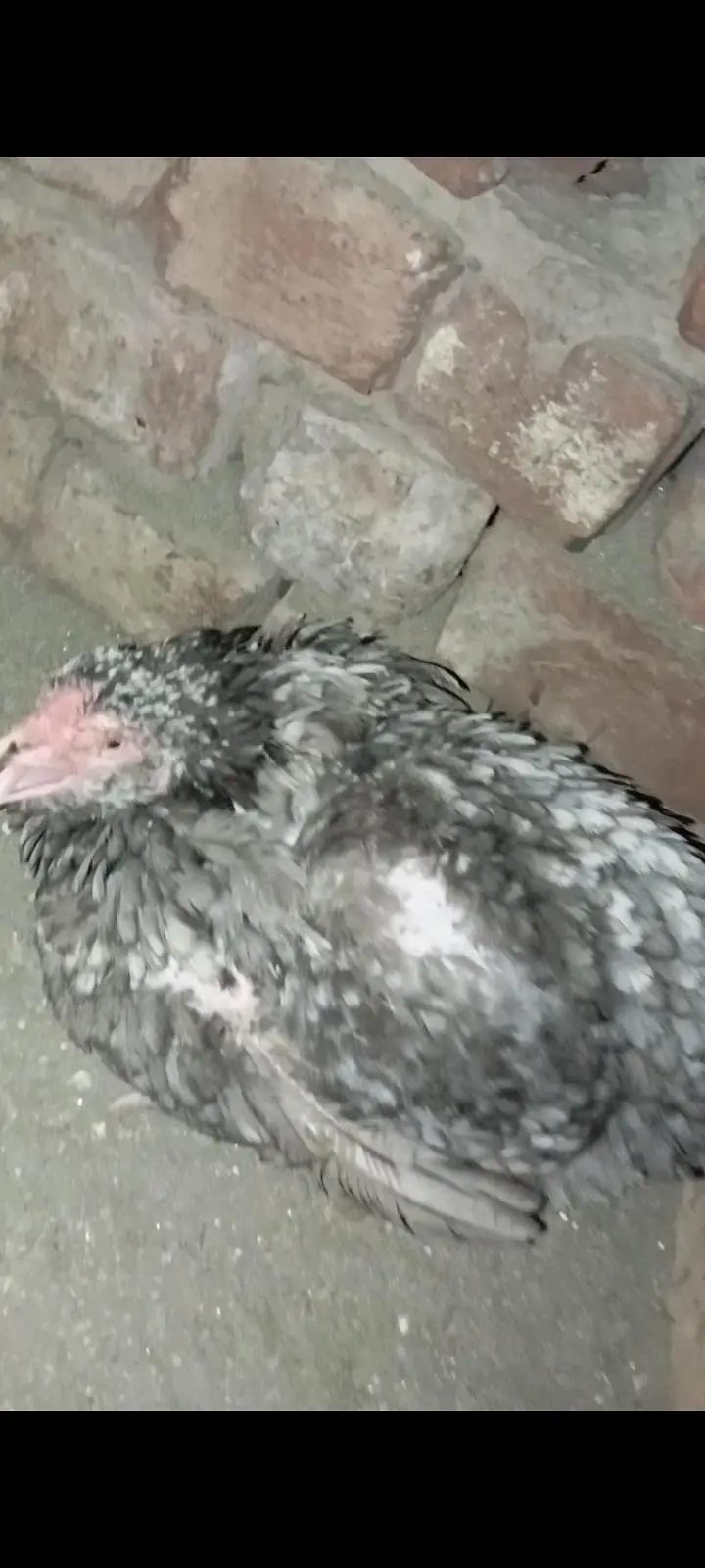 good bread female — photo 2