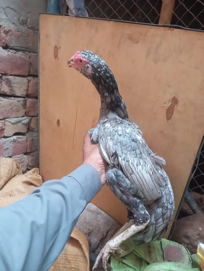 good bread female — photo 4