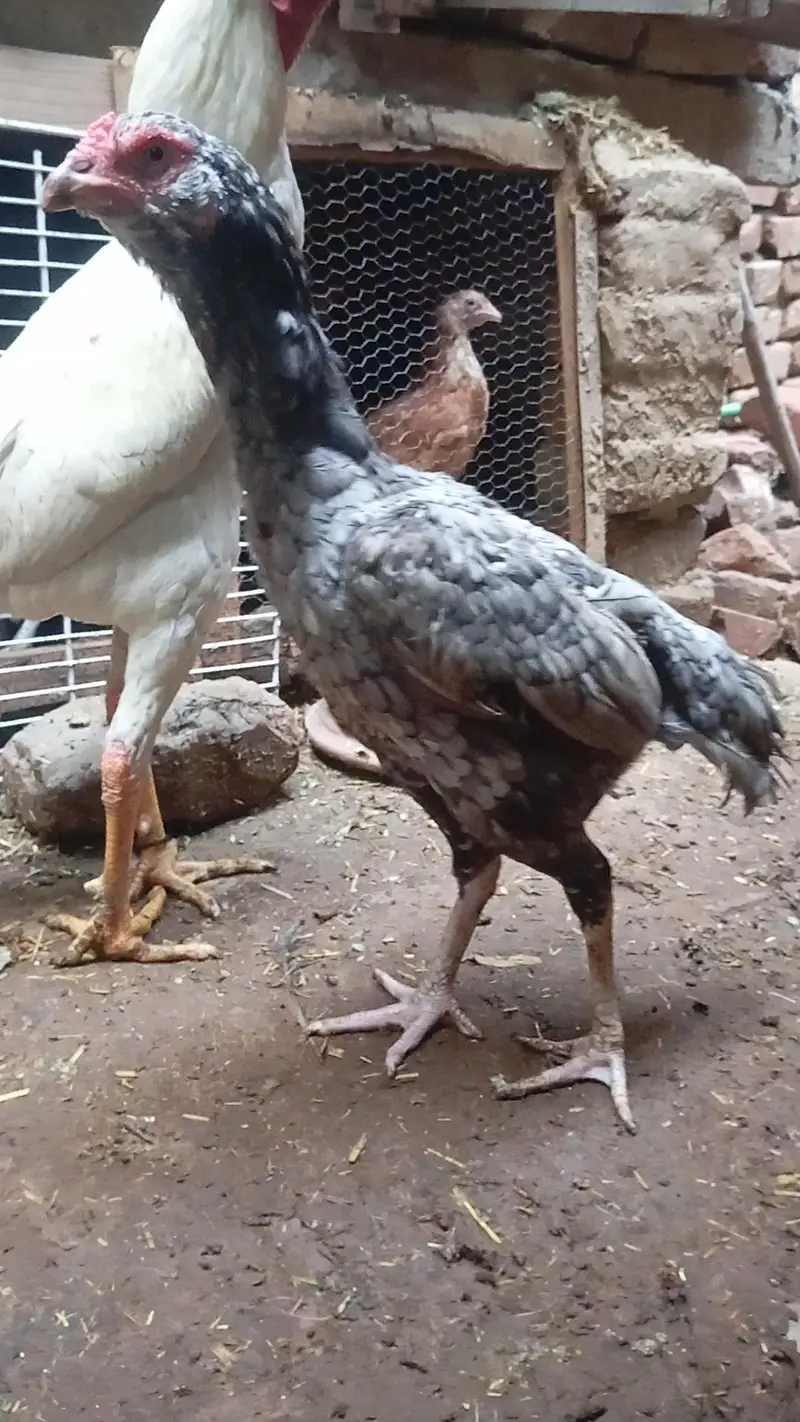 good bread female — photo 7