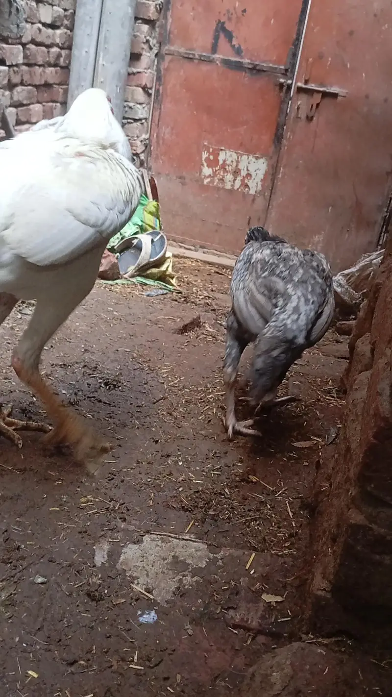 good bread female — photo 8