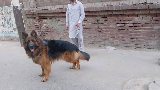 gsd Long Cort male available