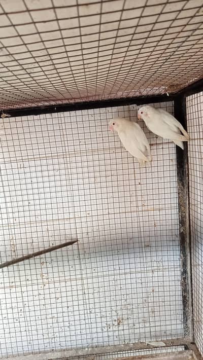 albino red eye pair