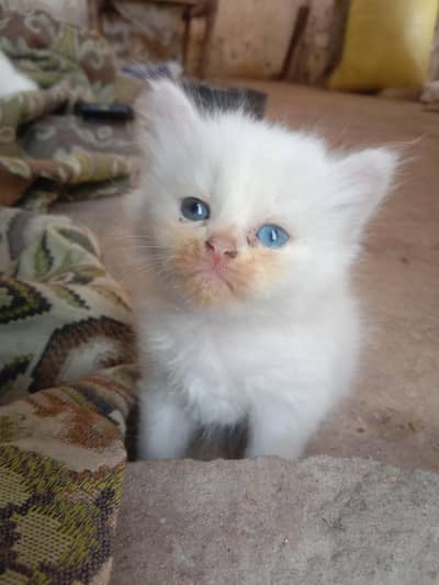 Persian kitten Sami Punch 1 Blue Eye 2 Kittens old eyes for Sale