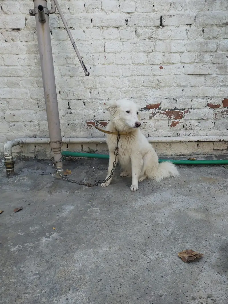 Russian female dog — photo 3