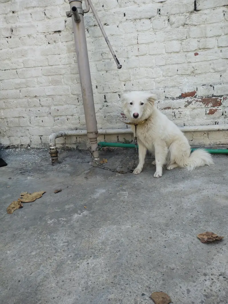 Russian female dog — photo 4