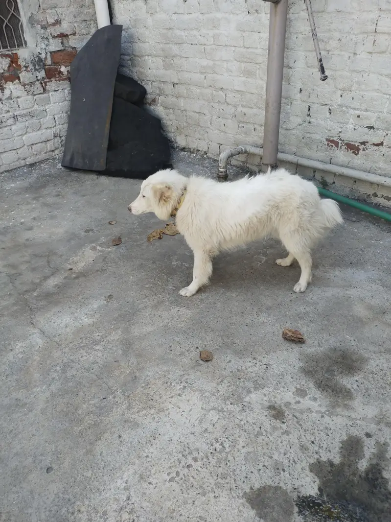 Russian female dog — photo 5