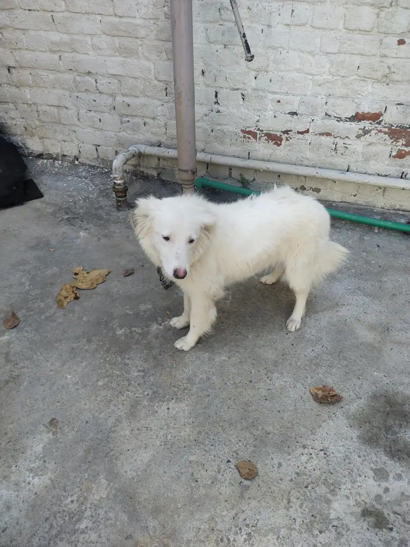 Russian female dog — photo 6