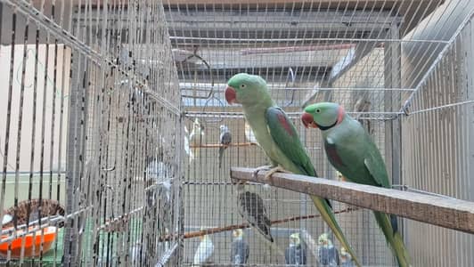 kashmiri raw Breeder pair