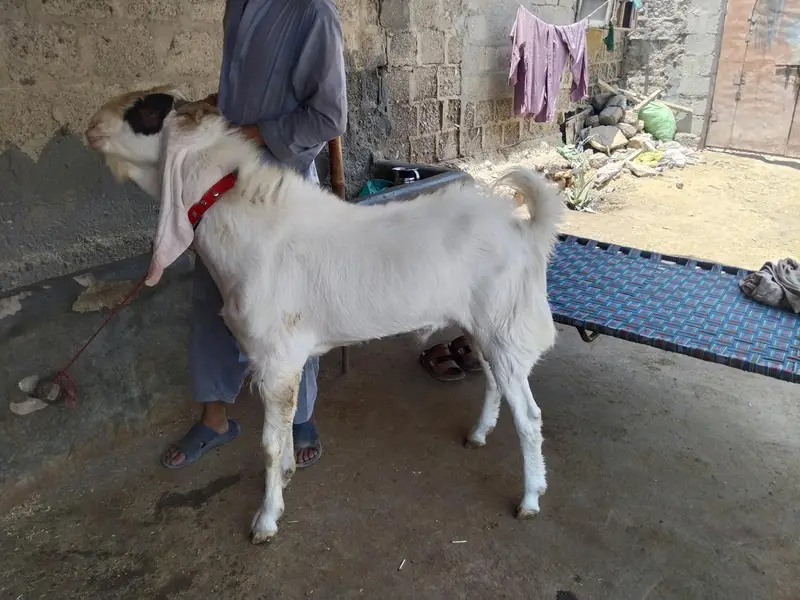 kamori gulabi cros — photo 2
