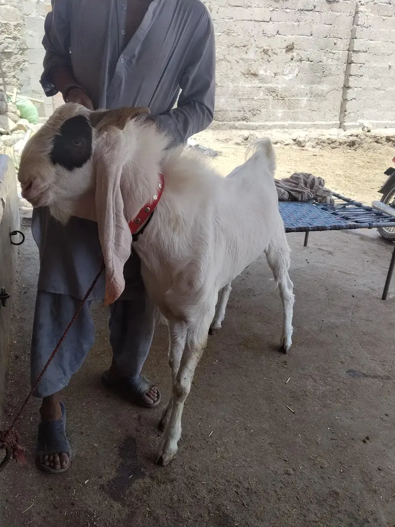 kamori gulabi cros — photo 3