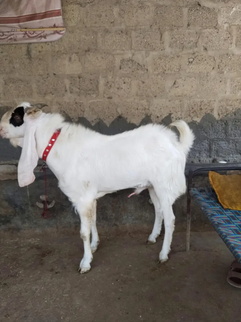 kamori gulabi cros — photo 4