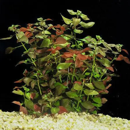 aquarium plants for sale — photo 3