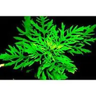 aquarium plants for sale — photo 4