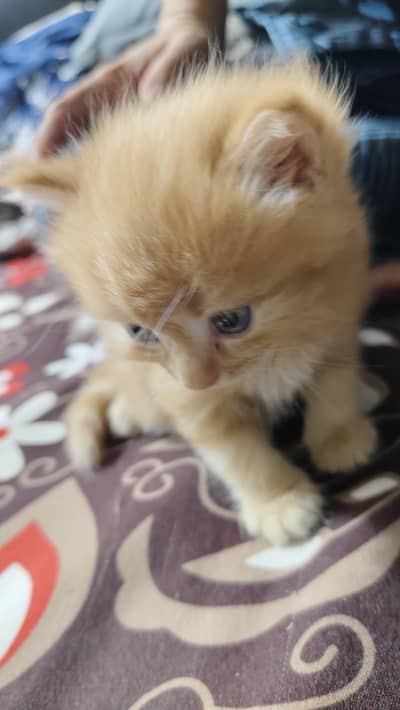 Persian kittens
