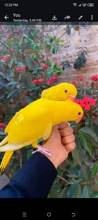 yellow  and white  parrot  available self pc