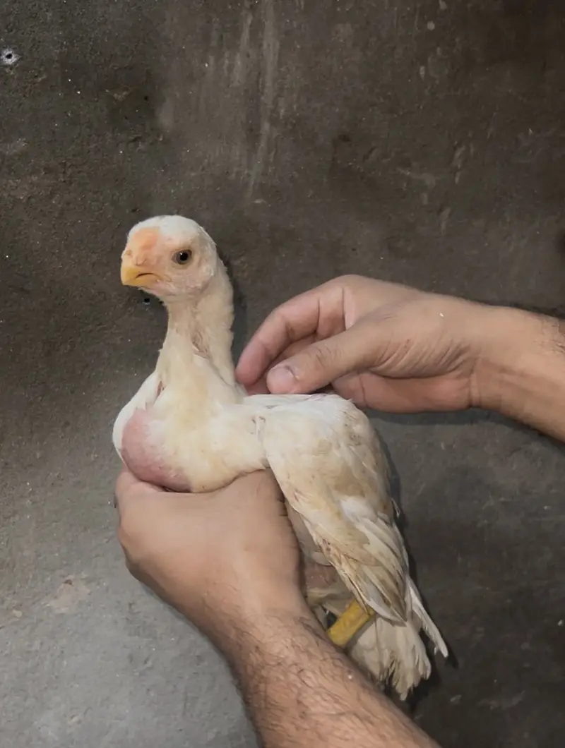 Aseel shamo parrot beak male shamo pair parrot female — photo 2