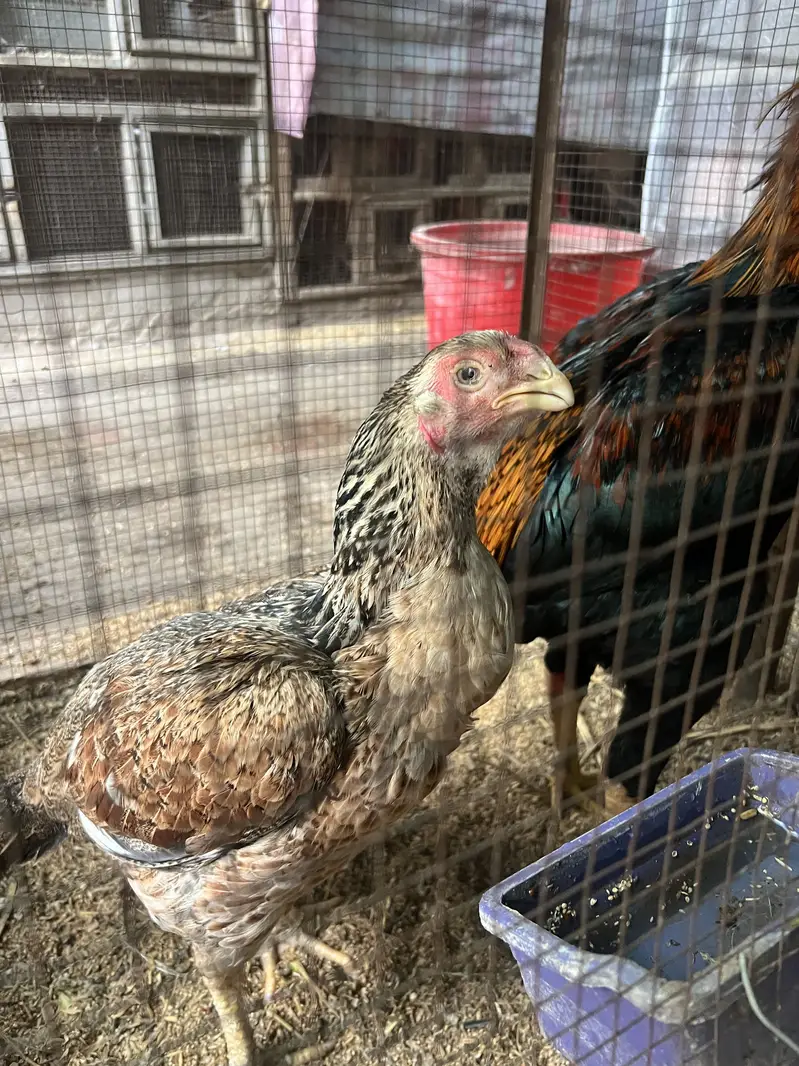 Aseel shamo parrot beak male shamo pair parrot female — photo 4