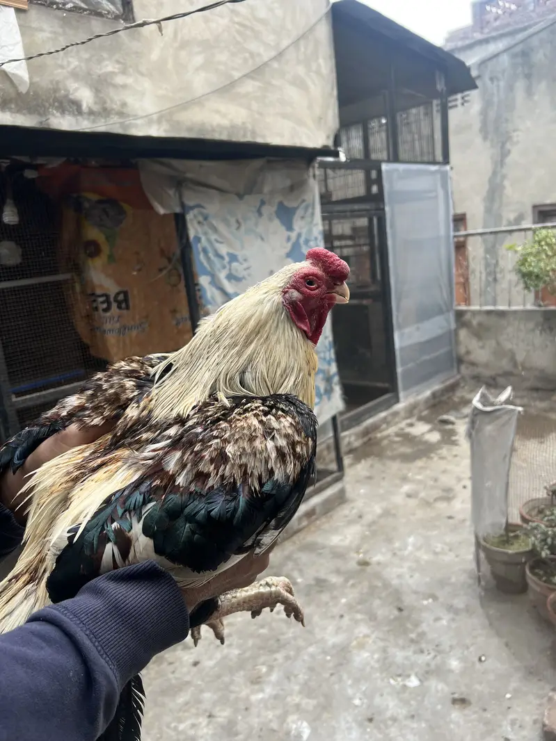 Aseel shamo parrot beak male shamo pair parrot female — photo 5