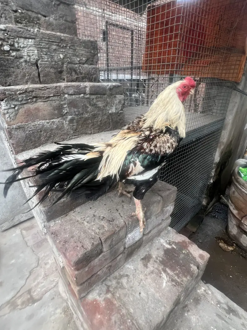 Aseel shamo parrot beak male shamo pair parrot female — photo 7