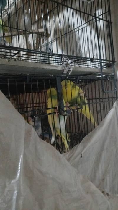 budgie for sale