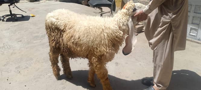 pure Kajla chatra| sheep |desi Goat| Qurbani 2026 |kajla |بکرا |mudra