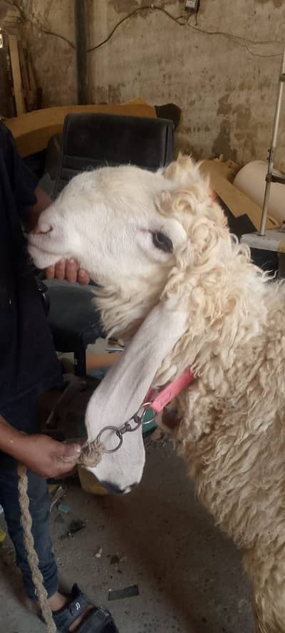 pure Kajla chatra| sheep |desi Goat| Qurbani 2026 |kajla |بکرا |mudra