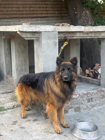German shepherd Tan & Black mask face pedigree long coated
