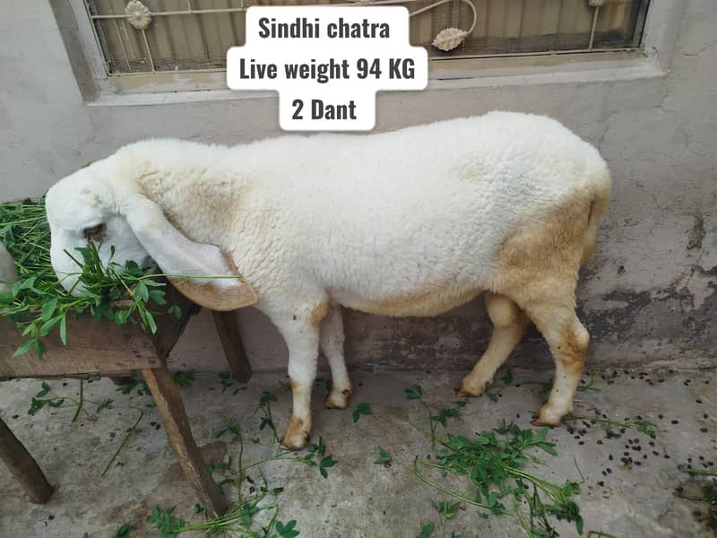 Sindhi Chatra | Qurbani 2026 | Bakra | Goat | Sheep - Sheep - 1113899209